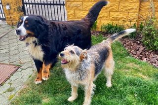 Dwa psy stoją obok siebie na zielonym trawniku