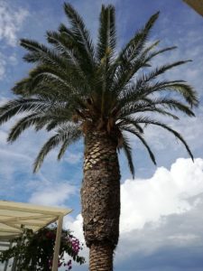 palma pri pláži v Podgore v Chorvátsku